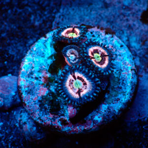 TC Zoanthus Ice Phantom