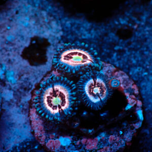 TC Zoanthus Ice Phantom