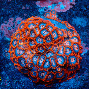 TC Zoanthus Super Mario colonia