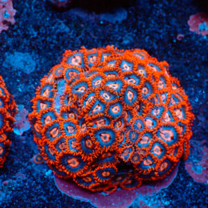 TC Zoanthus Super Mario Colonia