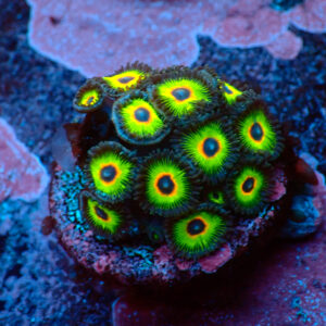 TC Zoanthus Rasta Cousin
