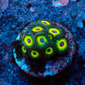 TC Zoanthus Rasta Cousin