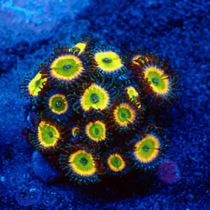 TC Zoanthus Tinkerbell mini colonia