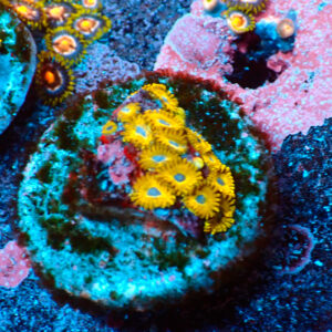 TC Zoanthus Gold Hornets