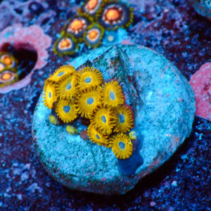 TC Zoanthus Gold Hornets
