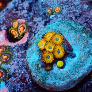 TC Zoanthus Gold Hornets