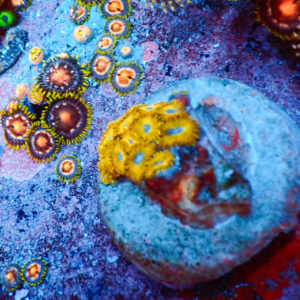 TC Zoanthus Gold Hornets