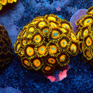 TC Zoanthus Scrambled Eggs colonia