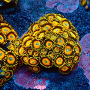 TC Zoanthus Scrambled Eggs Colonia