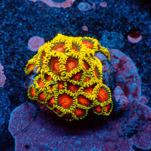 TC Zoanthus Spitfire mini colonia