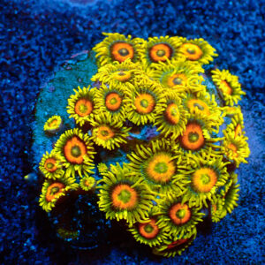 TC Zoanthus Super Sunflower Colonia