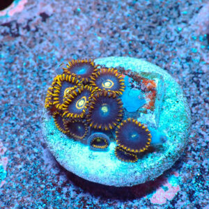 TC Zoanthus Blue Hornets