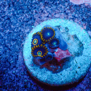 TC Zoanthus Blue Hornets