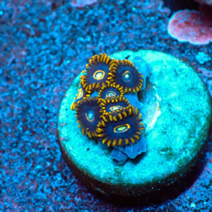 TC Zoanthus Blue Hornets