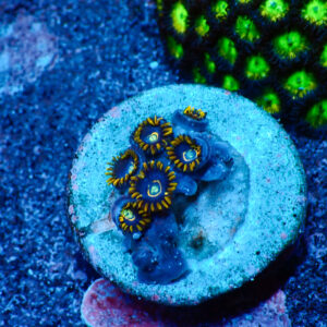 TC Zoanthus Blue Hornets