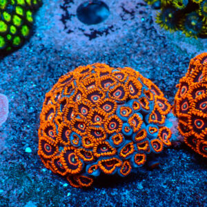 TC Zoanthus Red Hornets Colonia