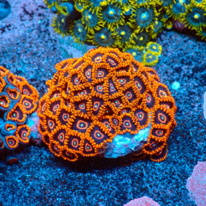 TC Zoanthus Red Hornets Colonia
