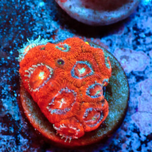 TC Micromussa Amakusensis Red Circus