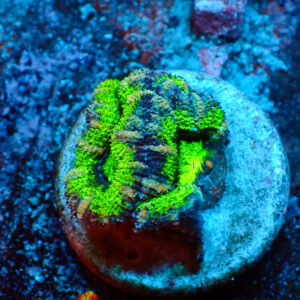 TC Micromussa Lordhowensis Green