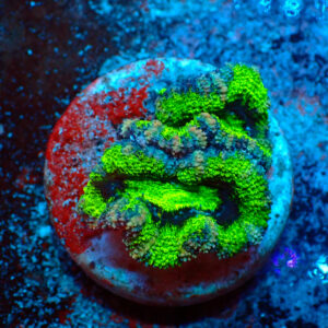 TC Micromussa Lordhowensis Green