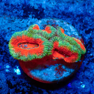 TC Micromussa Lordhowensis Bicolor