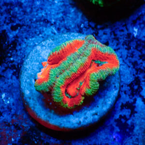 TC Micromussa Lordhowensis Bicolor