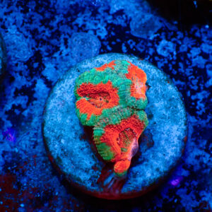 TC Micromussa lordhowensis Bicolor
