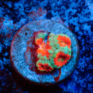 TC Micromussa lordhowensis Bicolor