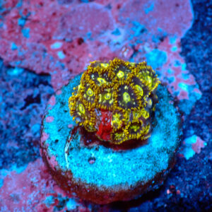 TC Zoanthus Speckled Hornets