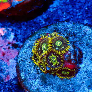 TC Zoanthus Speckled Hornets