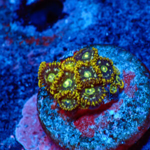 TC Zoanthus Speckled Hornets
