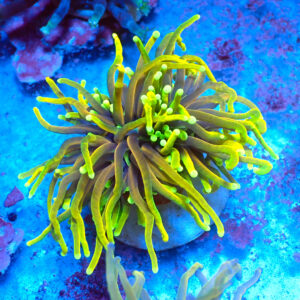 TC Euphyllia Glabrecens Dragon Soul