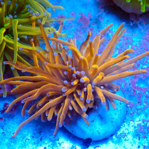 TC Euphyllia Glabrecens Pure Gold