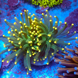 TC Euphyllia glabrecens Rasta 2 cabezas