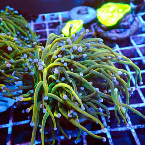TC Euphyllia Glabrecens Dark Holy Grail 2 cabezas
