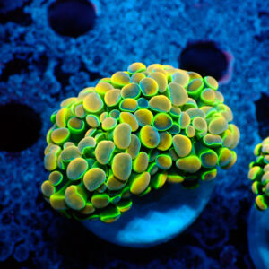 TC Euphyllia parancora OG Hologram 2 cabezas