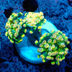 TC Euphyllia parancora OG Hologram 2 cabezas
