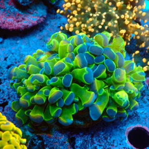 TC Euphyllia parancora Fake Hologram doble cabeza