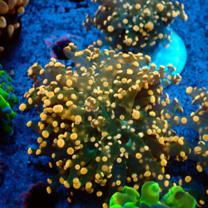 TC Euphyllia paradivisa Copper