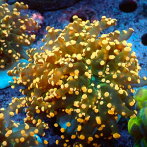 TC Euphyllia paradivisa Copper 2 cabezas