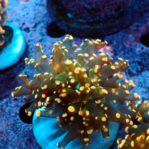 TC Euphyllia paradivisa Copper