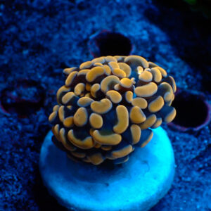 TC Euphyllia parancora Copper
