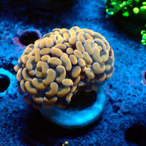 TC Euphyllia parancora Copper 2 cabezas