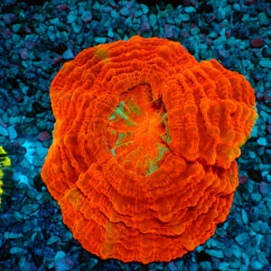 TC Acanthophyllia Ultra