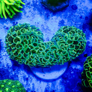 TC Euphyllia Ancora Teal Pieza XL