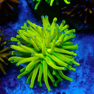 TC Euphyllia glabrecens Holy Grail 24K