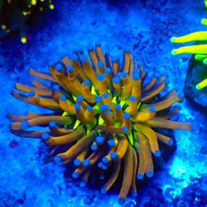 TC Euphyllia glabrecens Atomic Knicks
