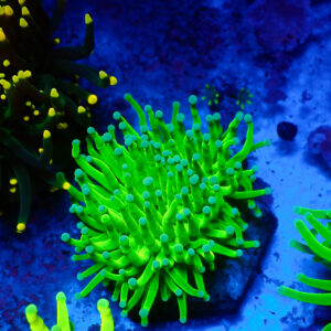TC Euphyllia glabrecens Toxic Green Doble cabeza