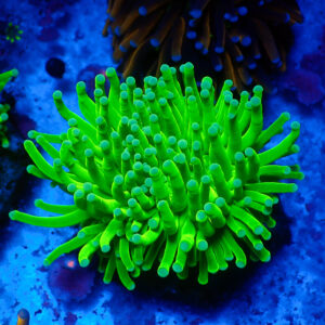 TC Euphyllia glabrecens Toxic Green doble cabeza