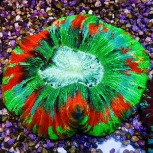 TC Trachyphyllia Ultra